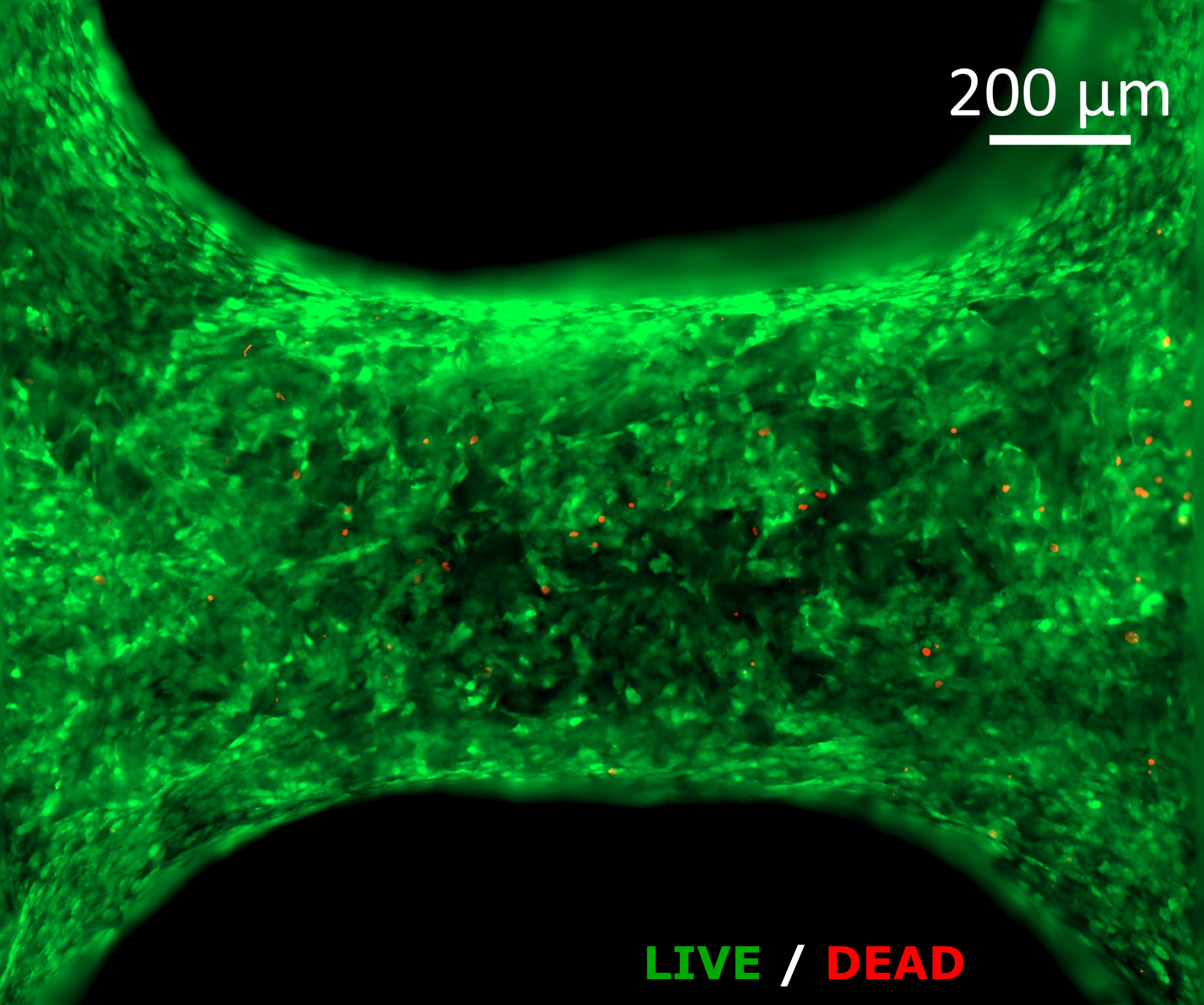Live/dead staining after 4 weeks in culture
